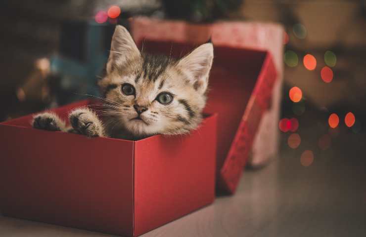Gatto nella scatola regalo