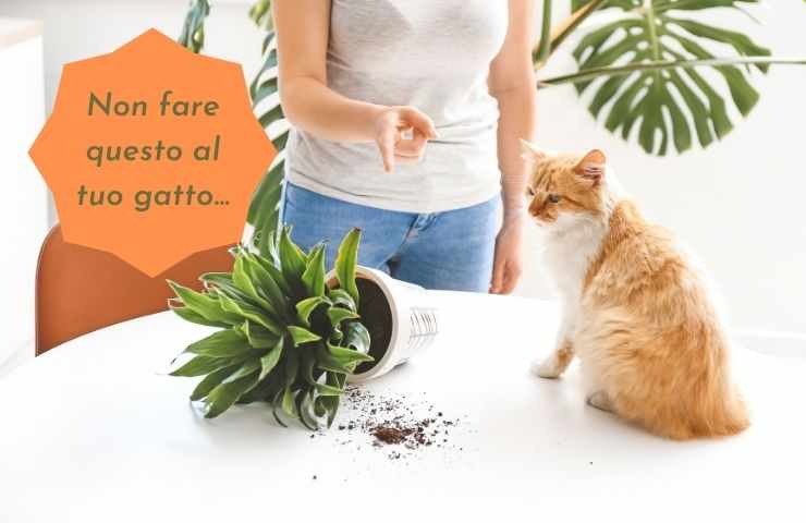 Punire il gatto è inutile