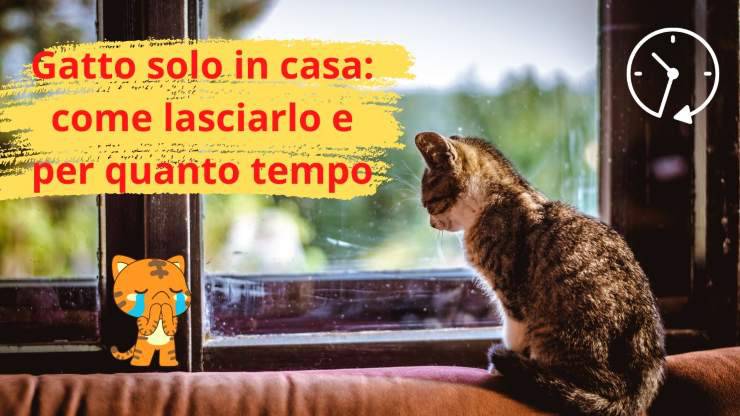 Gatto da solo a casa