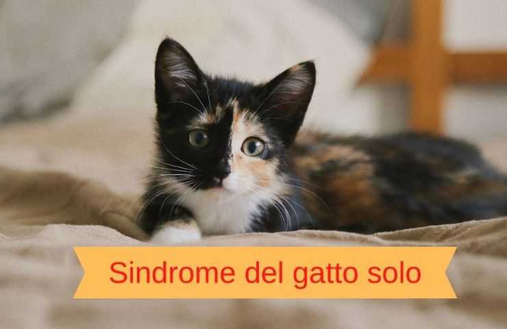 Gatto solo