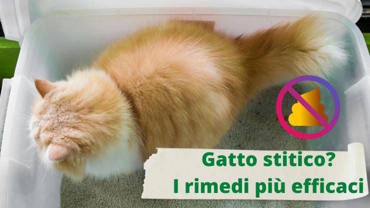 Gatto stitico: rimedi utili