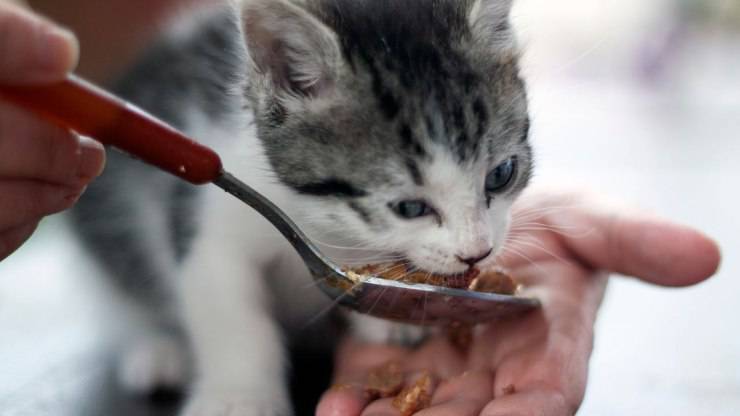 Gatto stitico: cosa dargli da mangiare