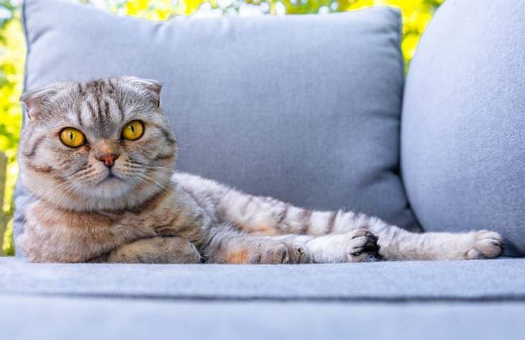 Gatto lascia peli sul divano