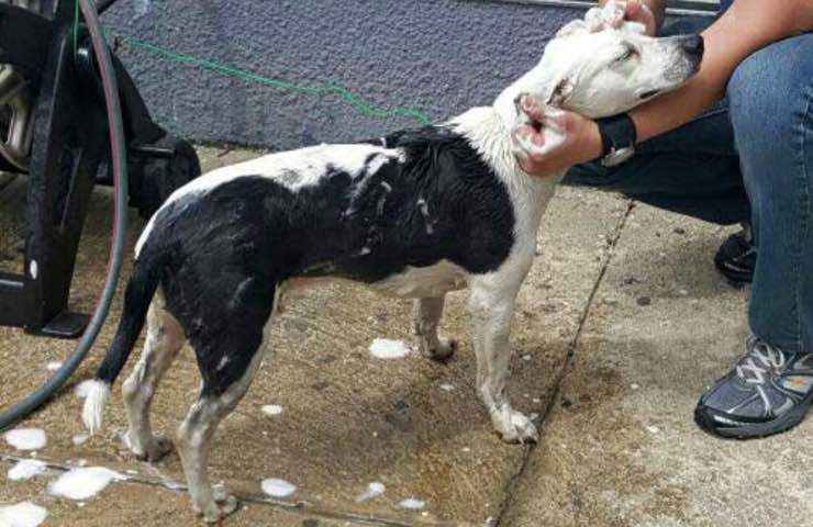 cane gorgi strada polizia 