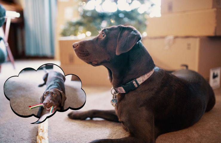 Il cane si deve divertire sempre