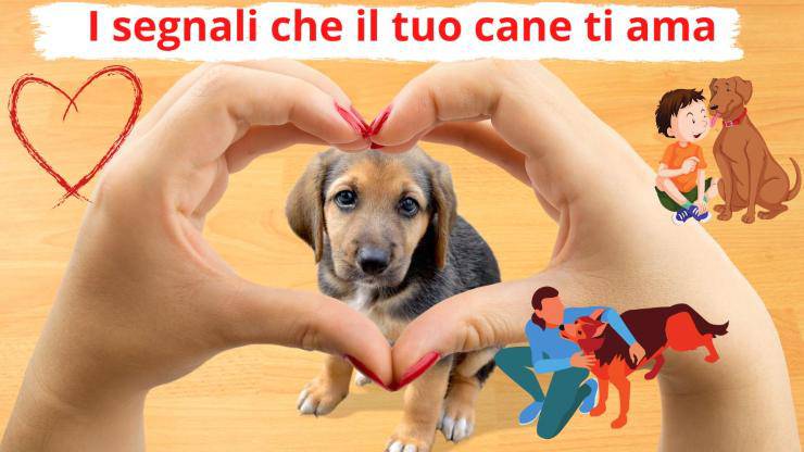 Se il cane fa queste cose, ha un significato