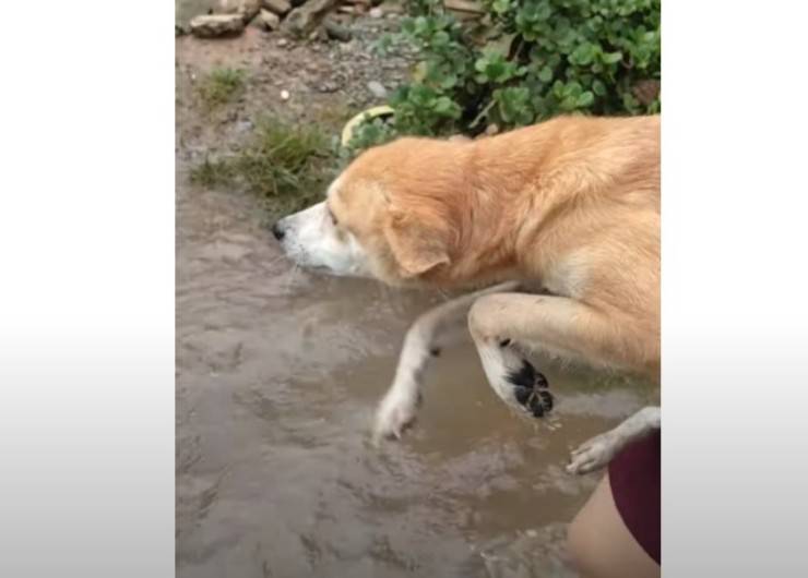 cane monica alluvione