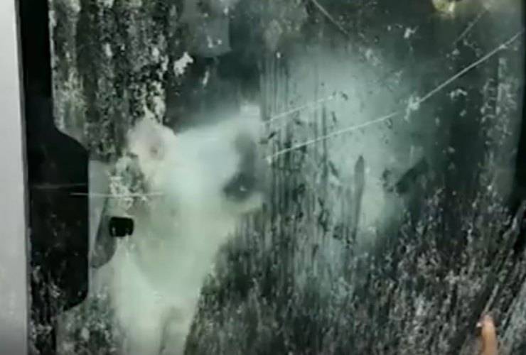 ischia cane intrappolato