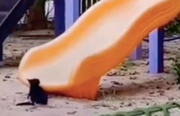 scoperta gatto scivolo video