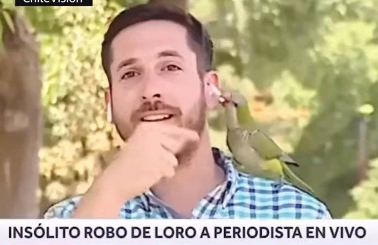 pappagallino ladro giornalista rubare