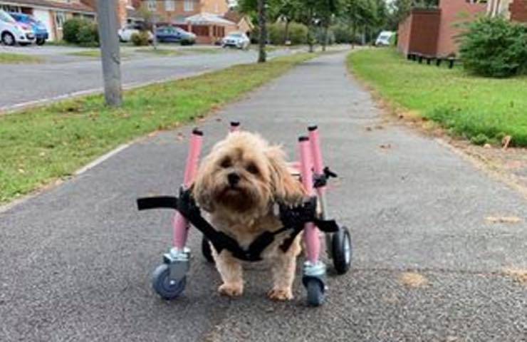 embolia causa infarto spinale