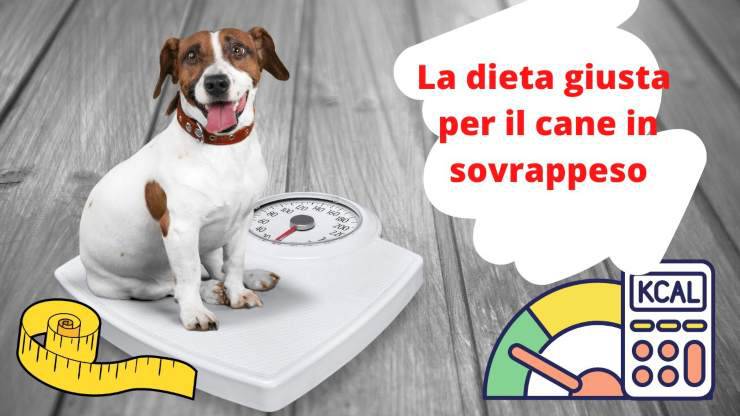 Come alimentare un cane in sovrappeso