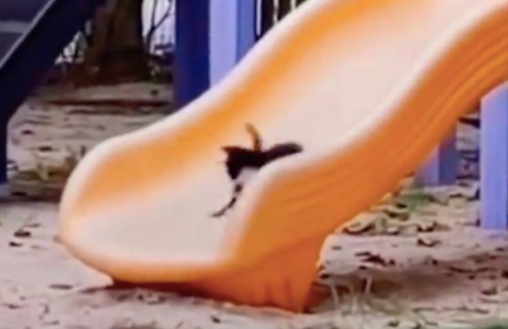 scoperta gatto scivolo video