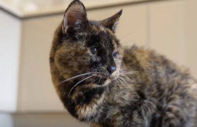 gatto più vecchio mondo