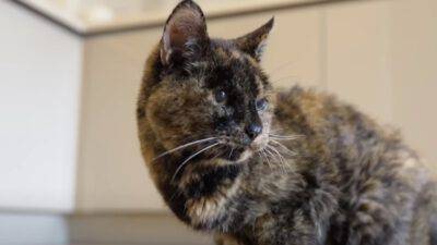 gatto più vecchio mondo