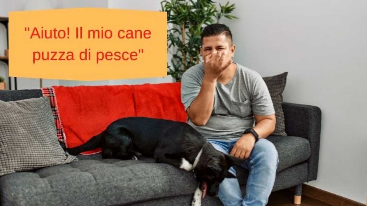 Puzza di pesce dalla bocca o