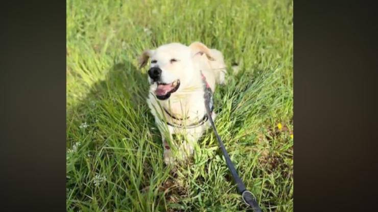 cane adottato muore dopo un mese