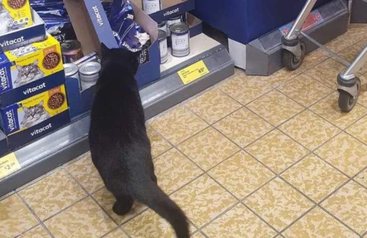 gattino Lupin supermercato scaffali