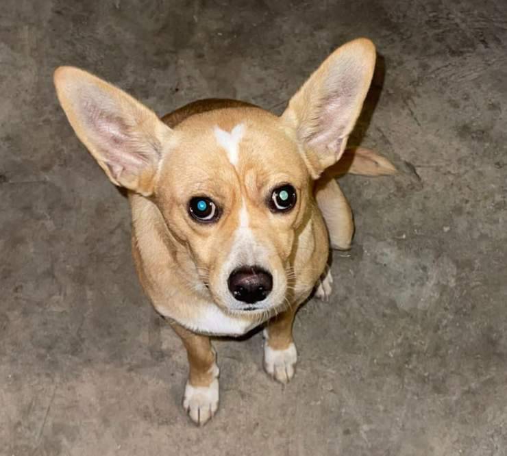 volontarie salvano cagnolina