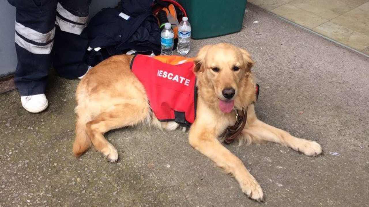 Cane da salvataggio onorato in tutti i social per il suo servizio
