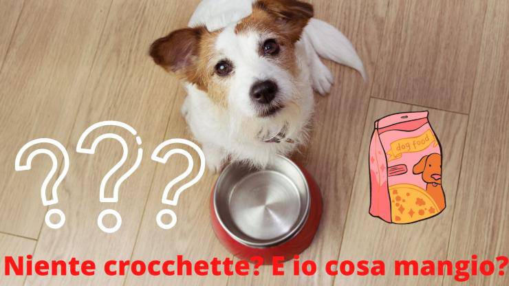 Cosa dare da mangiare al cane se hai finito le crocchette