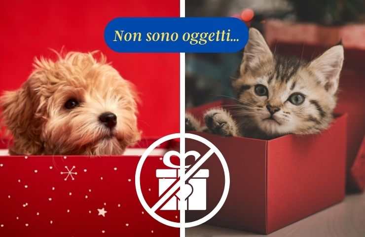 Non donare animali a natale