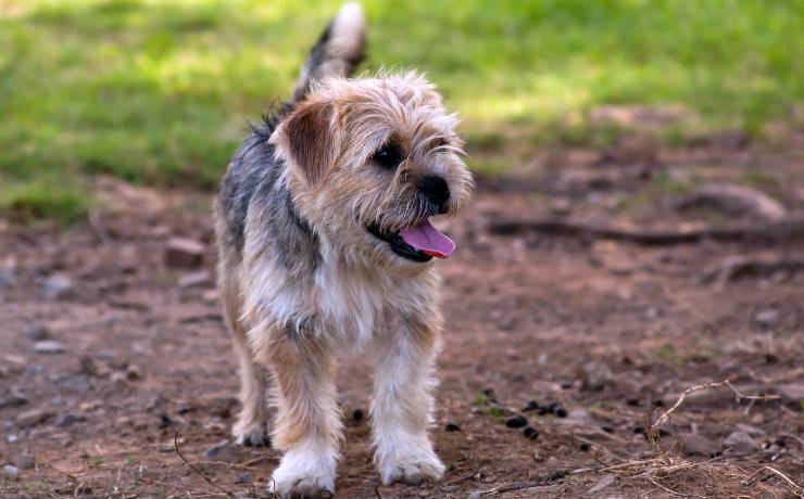 Norfolk terrier