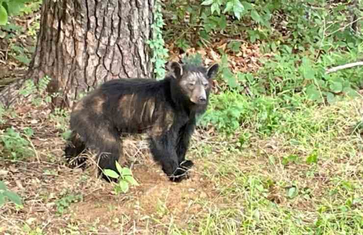 orso nero strade