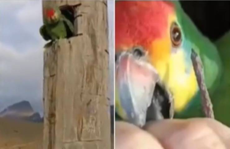 pappagallina micetti adottati responsabile