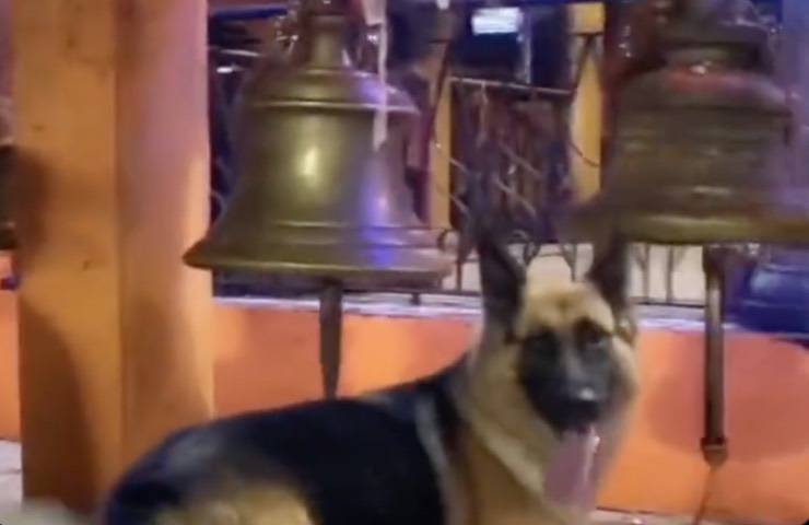 cane festeggia suonando campane