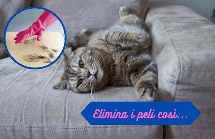 Peli gatto sul divano