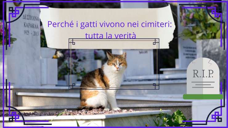 Gatti nei cimiteri: perché vivono lì