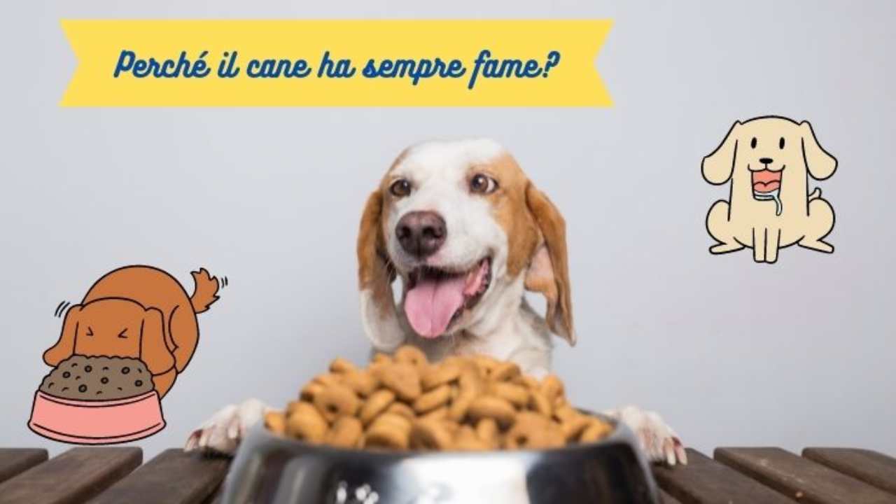 Il cane ha sempre fame ha davvero bisogno di mangiare? Scopriamolo
