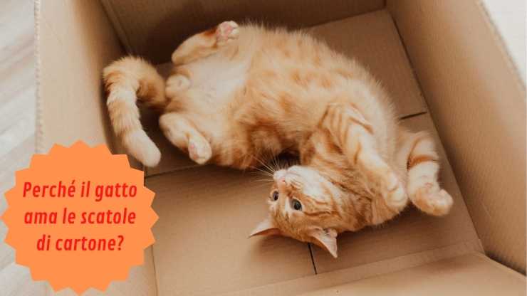 Perché il gatto ama le scatole di cartone 