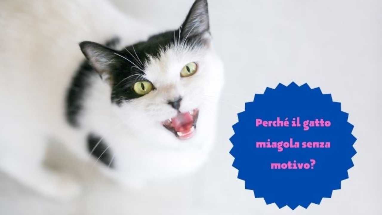 Perché il gatto miagola senza motivo?