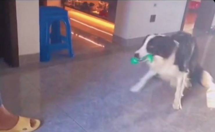 cane prende al volo giocattolo video