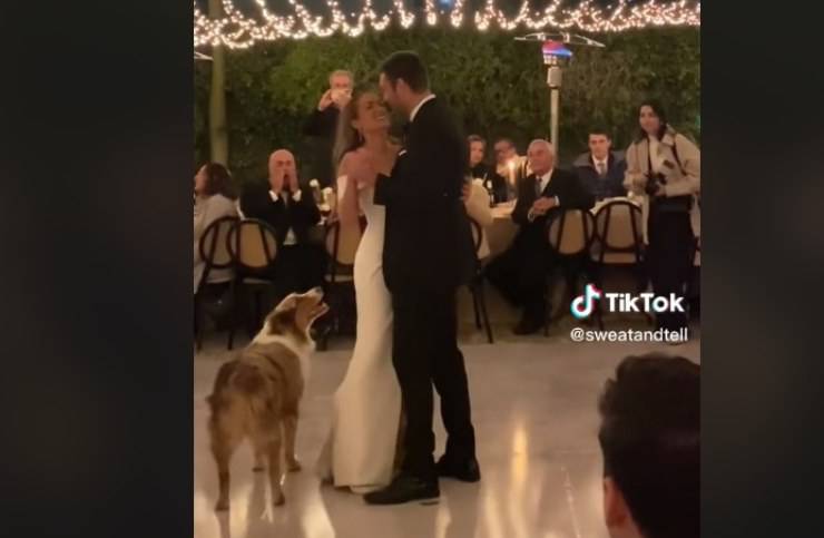 cane primo ballo matrimonio