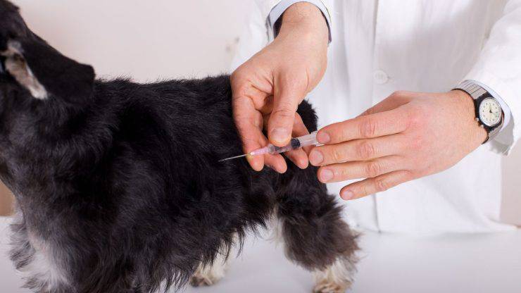 Vaccinare il cane