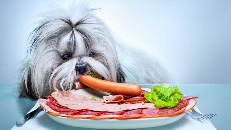 Cane davanti a un piatto di carne