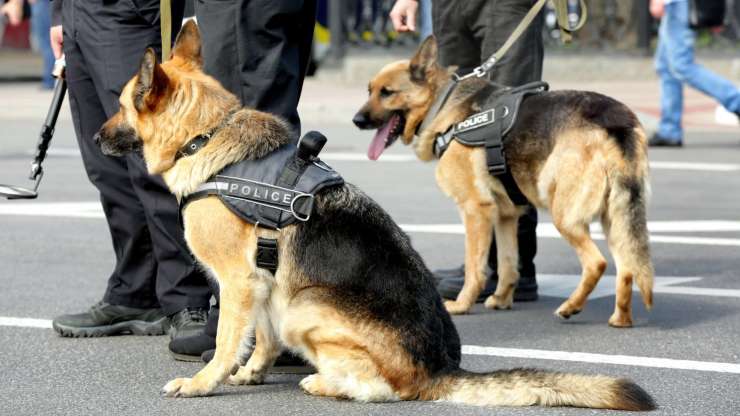 Cani poliziotto