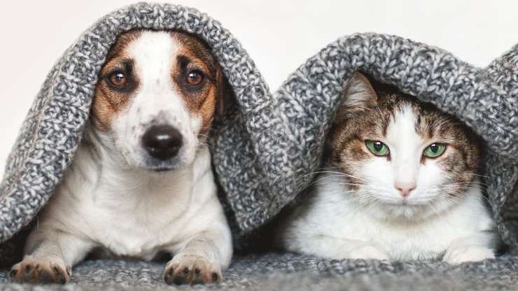 Cane e gatto coperti da un panno