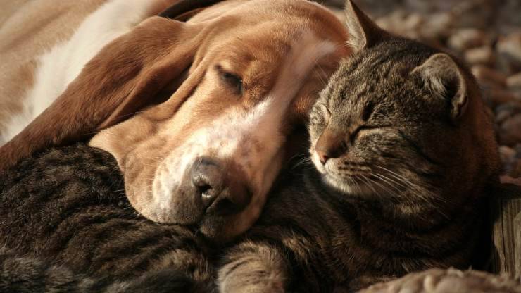 Cane e gatto abbracciati