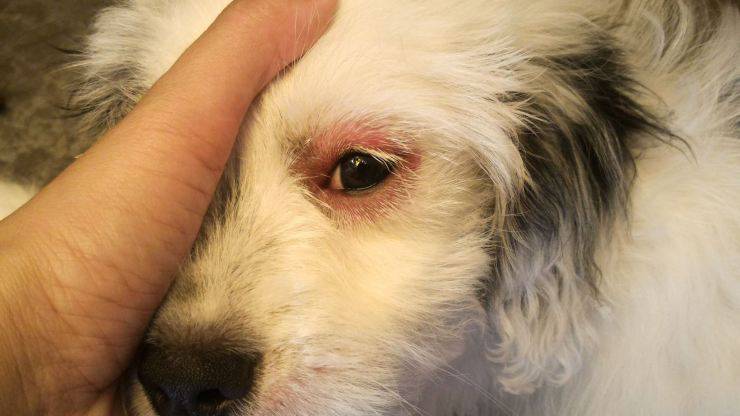 Occhi rossi nel cane