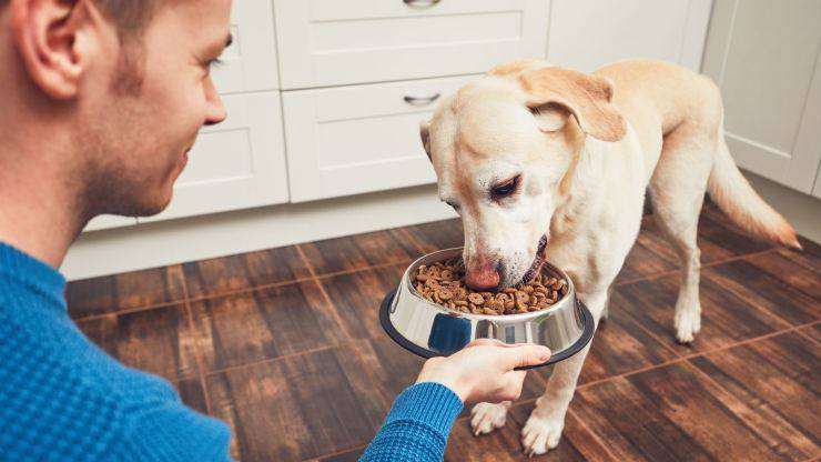 Cosa dare da mangiare a Fido