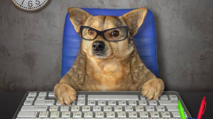 perro en la computadora