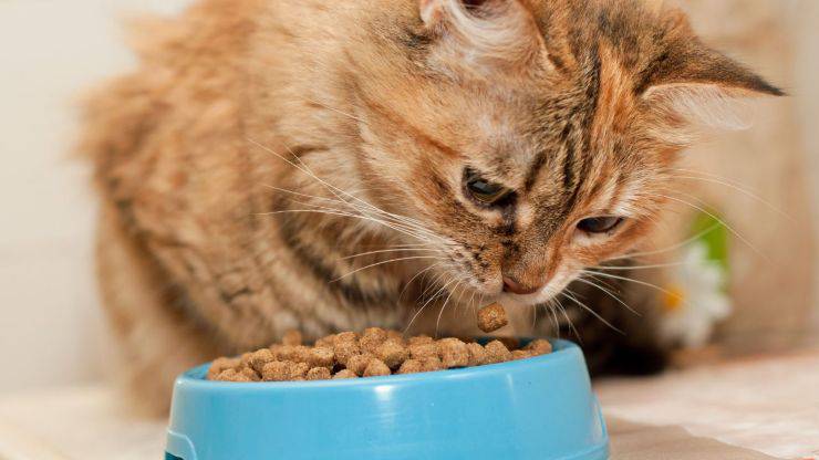 Gatto mangia dalla ciotola