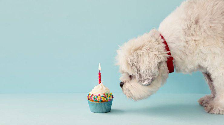 Compleanno del cane