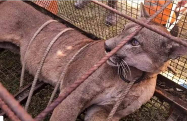 puma ospite trovato uomo