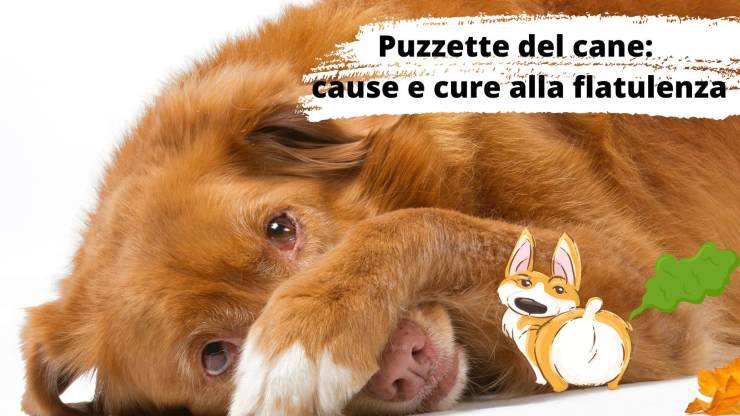 Cane fa le puzzette