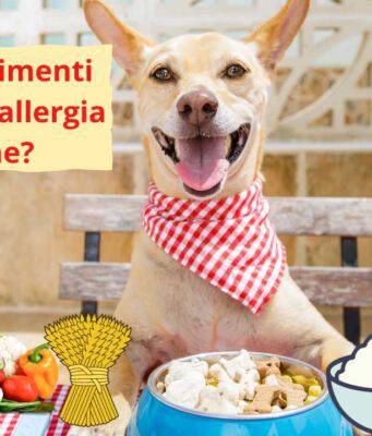 Alimenti che causano allergie al cane